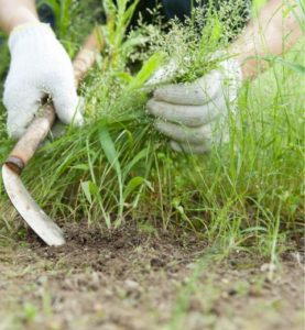 Gardening | AMCO Home Care Services